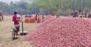 পেঁয়াজের দাম কেজিতে কমলো ২৫ টাকা ফরিদপুরে