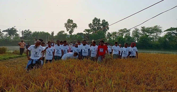 বর্গাচাষির ধান কেটে দিলেন কৃষকলীগ নেতা ফরিদপুরে